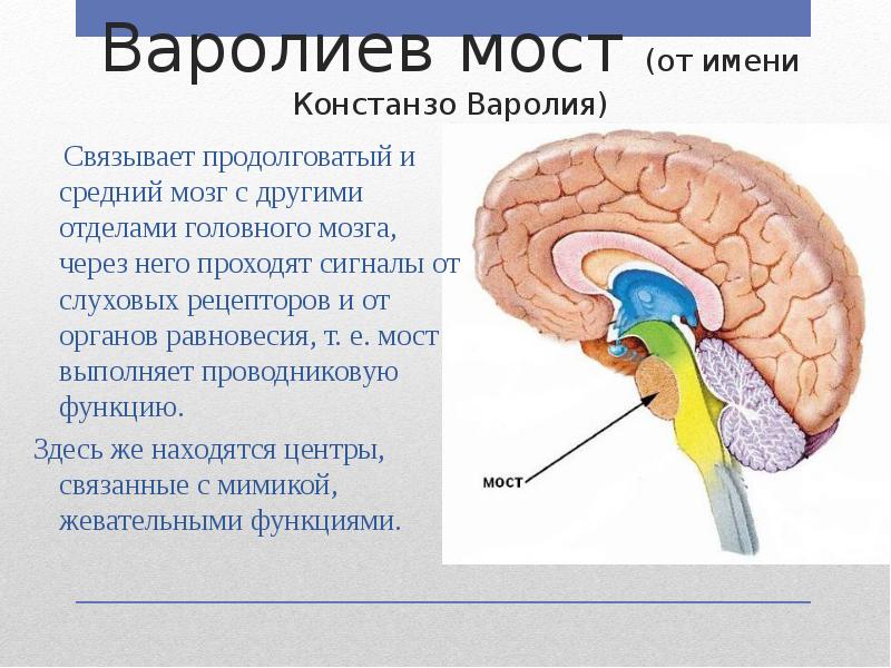 Все проходит через мозг. Отделы мозга. Строение головного мозга. Рецепторы головного мозга. Слуховой отдел головного мозга.