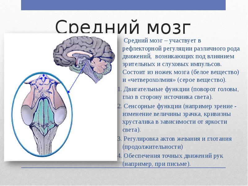 Мозг презентация