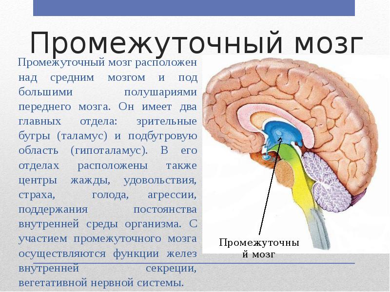 Промежуточный строение и функции. Промежуточный мозг строение и функции таблица. Промежуточный мозг строение. Структуры промежуточного мозга. Основные отделы промежуточного мозга.