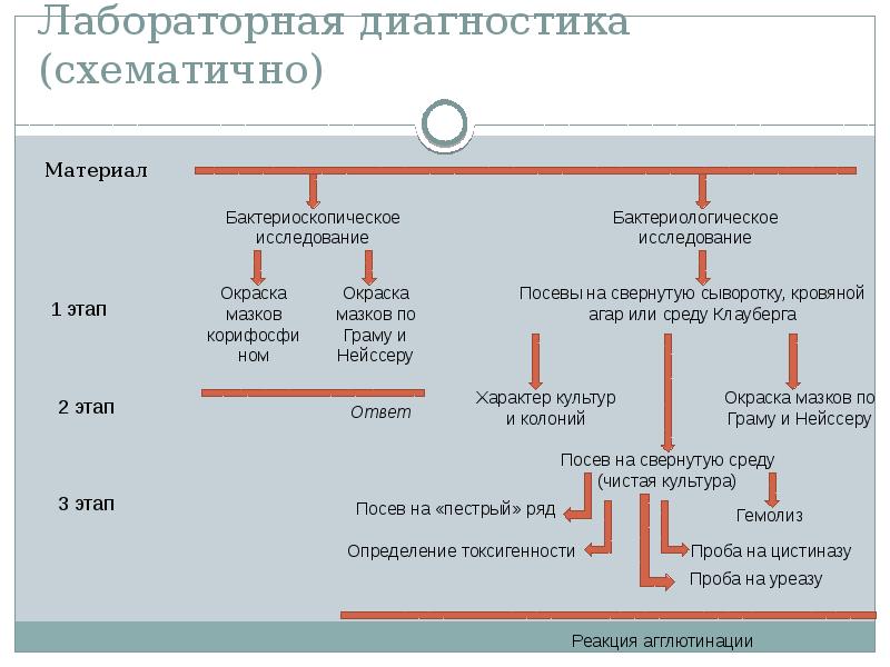 Схема диагностики дифтерии