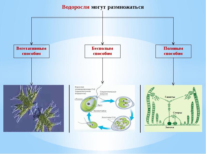 Водоросли низшие растения презентация