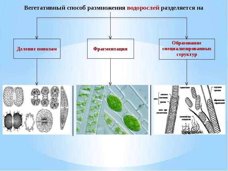 Размножение водорослей 6 класс схема