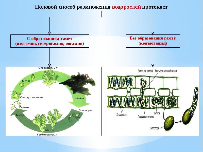 Размножение водорослей презентация