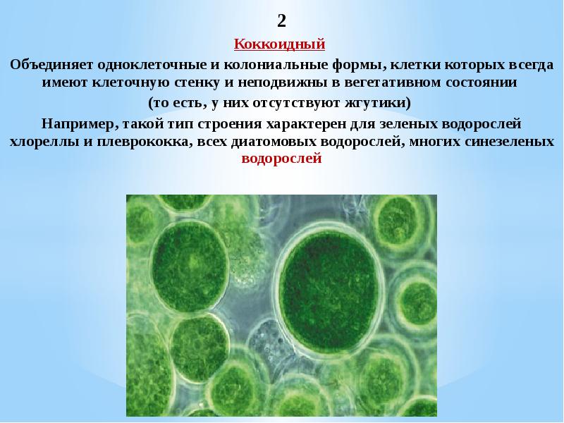 Низшие водоросли общая характеристика