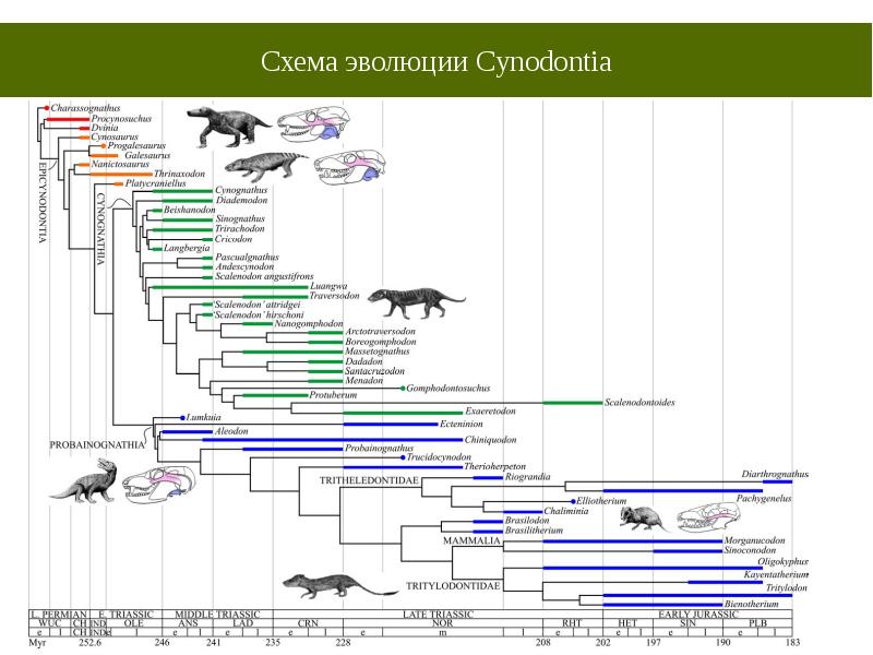 Филогения млекопитающих схема