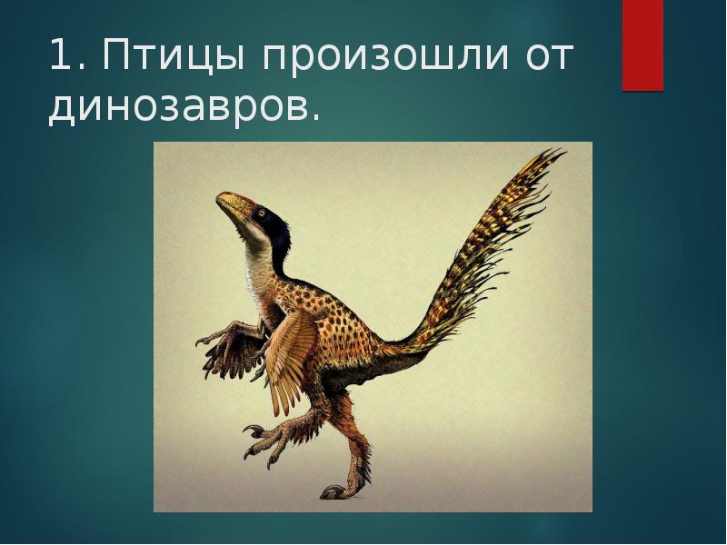 происхождение птиц от динозавров. птицы произошли от. птицы произошли от. идиоадаптация птиц. древняя птица археоптерикс.