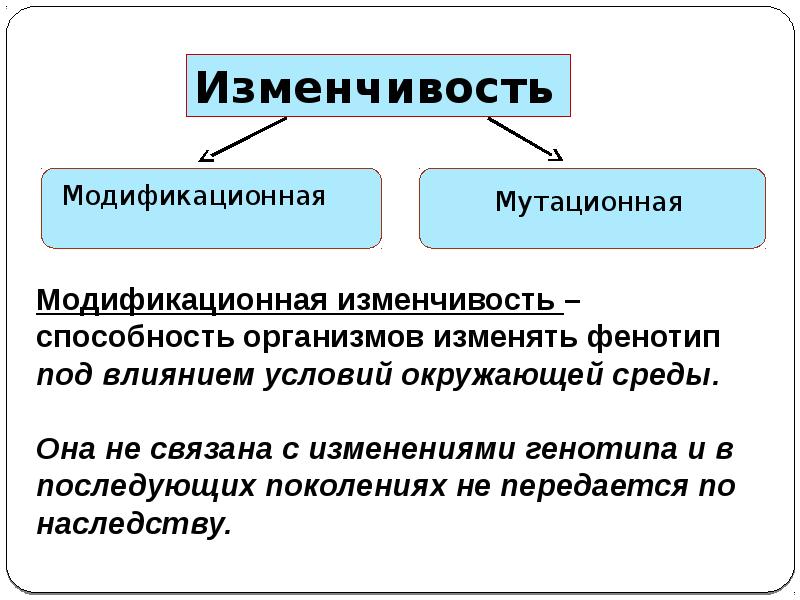 Модификационная изменчивость презентация 10 класс