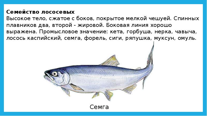 Схема обработки мелкой чешуйчатой рыбы