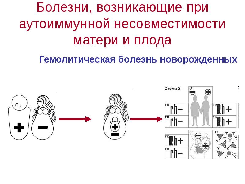 Презентация введение в медицинскую генетику