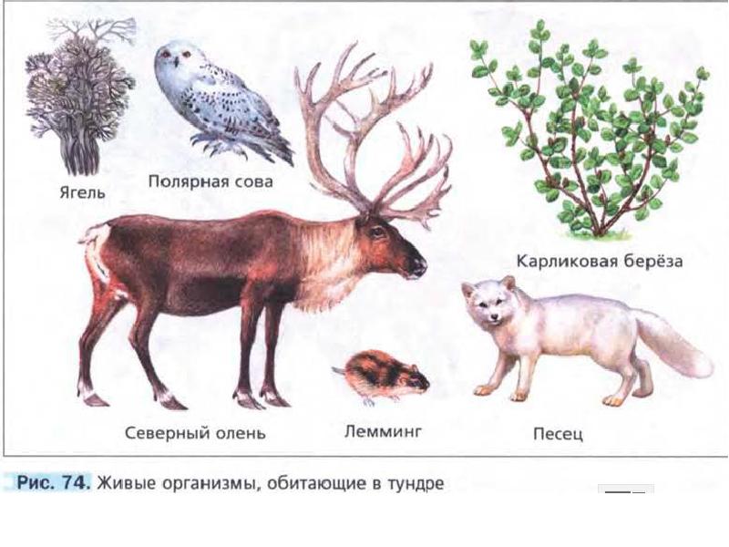 Рассмотрите рисунки животных которые обитают в одной из природных зон