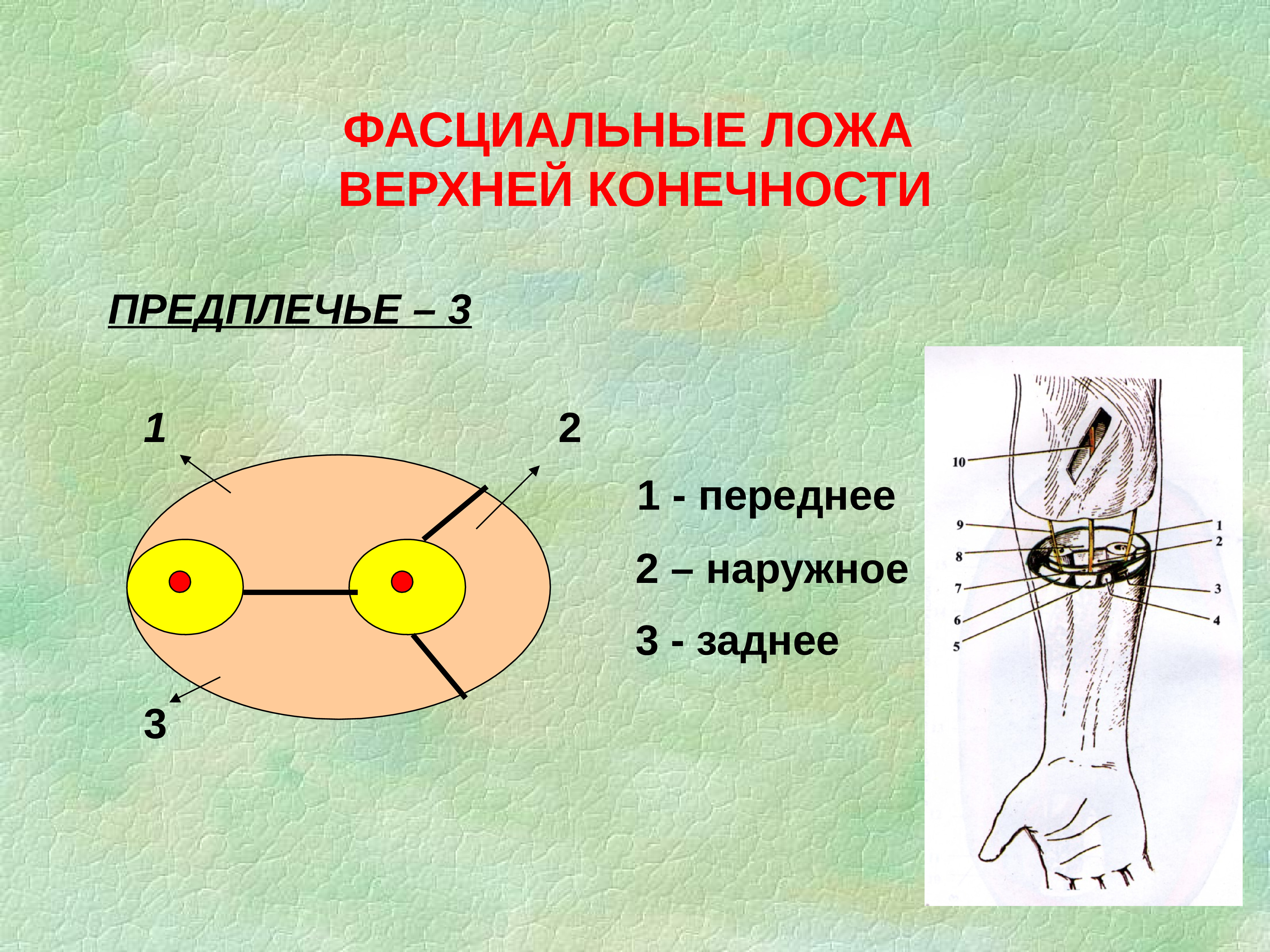 Перегородки предплечья. Латеральное фасциальное ложе предплечья. Фасциально мышечные ложа предплечья. Переднее мышечное ложе предплечья. Мышцы латерального фасциального ложа предплечья.