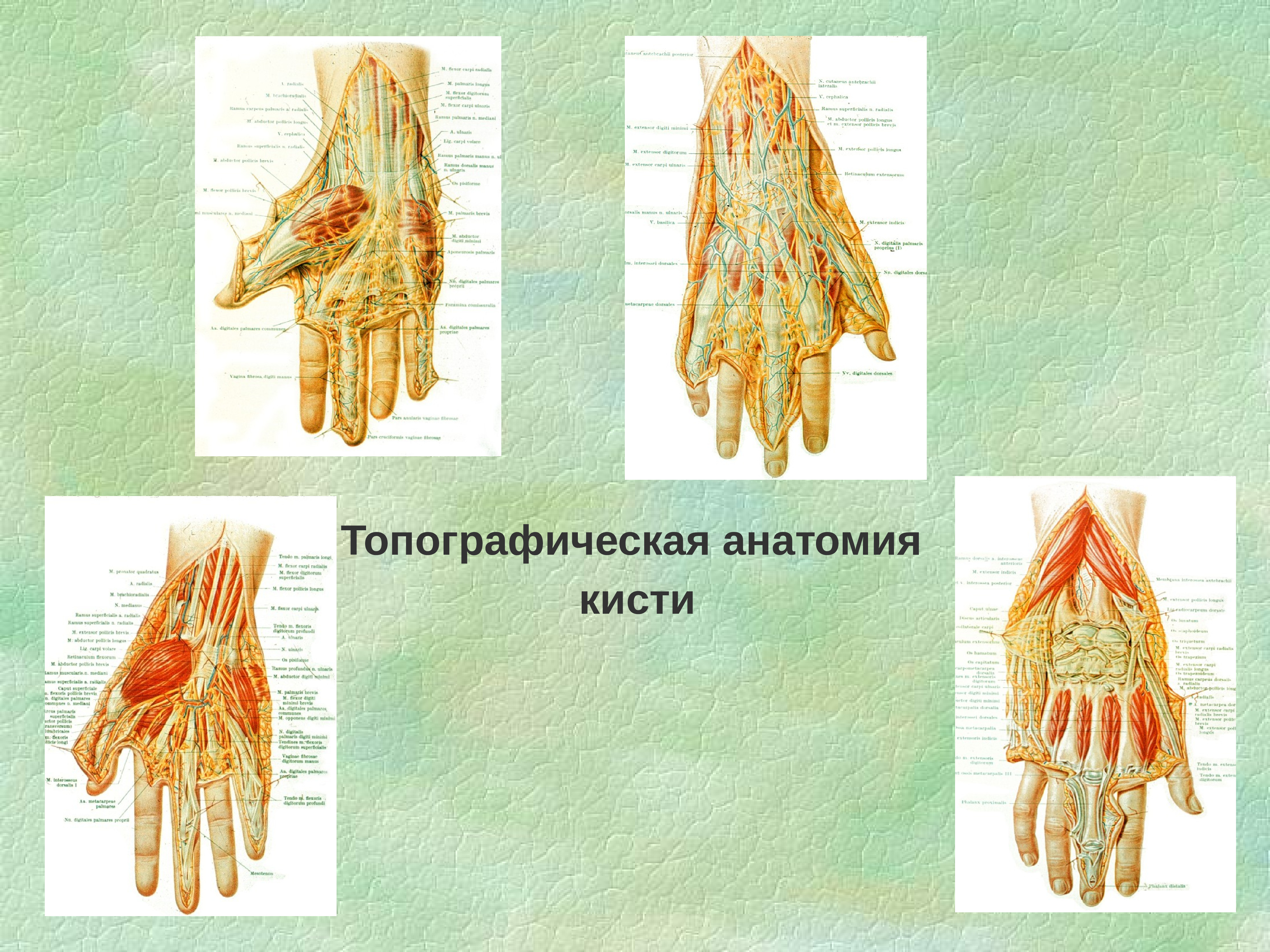 Топографическая анатомия кисти и пальцев презентация