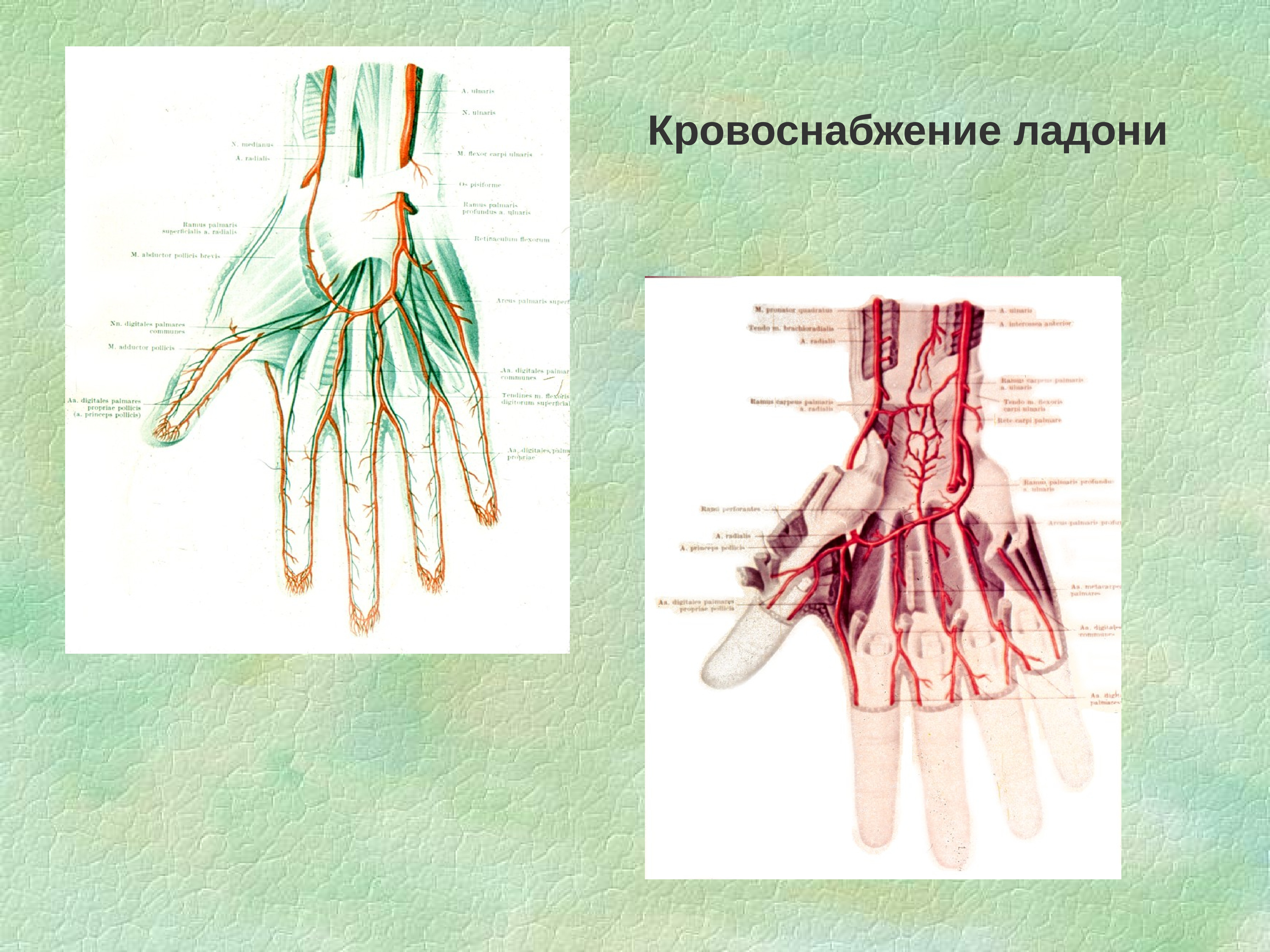 Схема кровообращения кисти