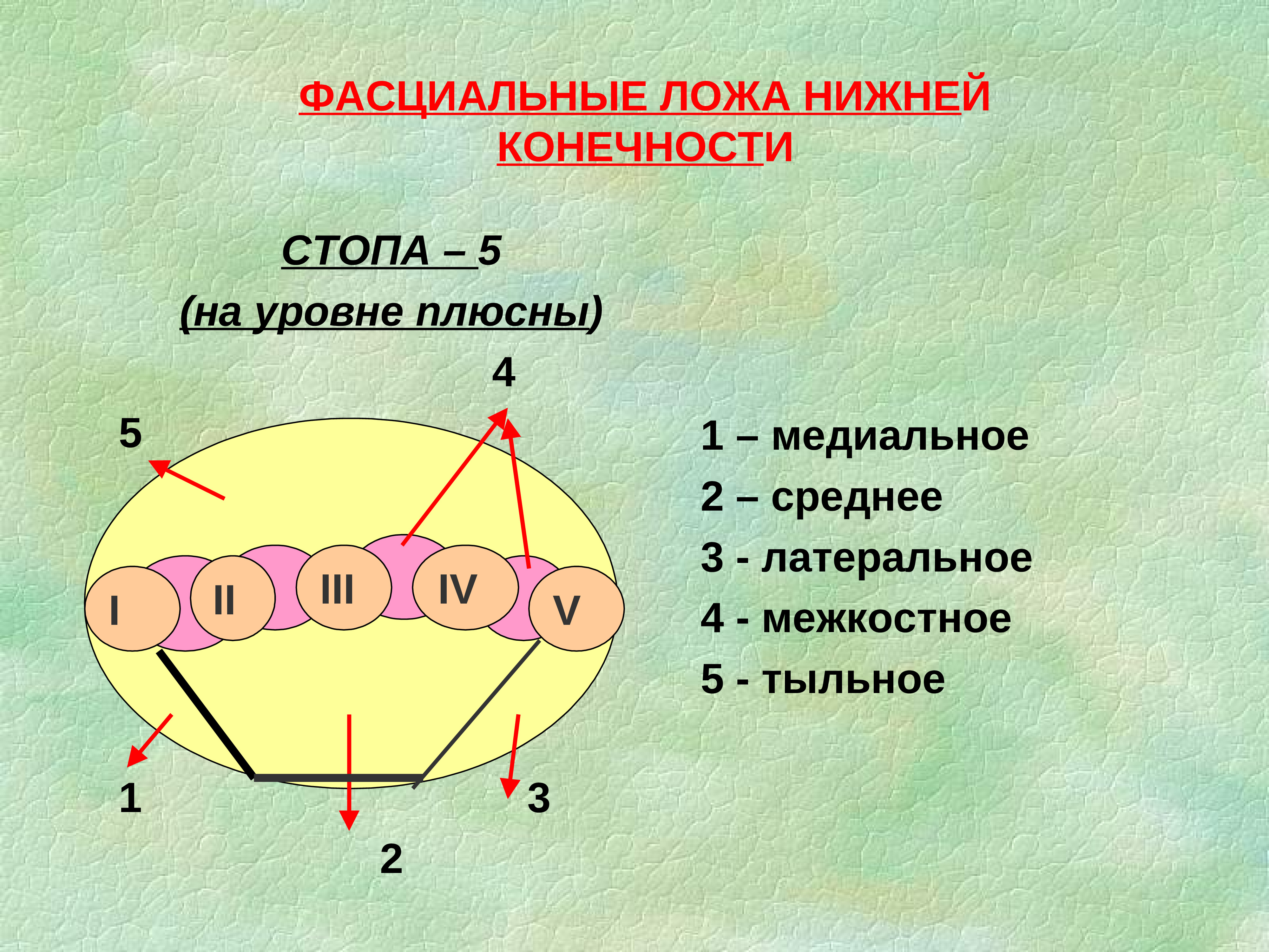 На ладони выделяют фасциальные ложа. Фасциальные ложа стопы. Фасциальное ложе подошвы. Мышечно фасциальные ложа стопы. Поперечный срез стопы топографическая анатомия.