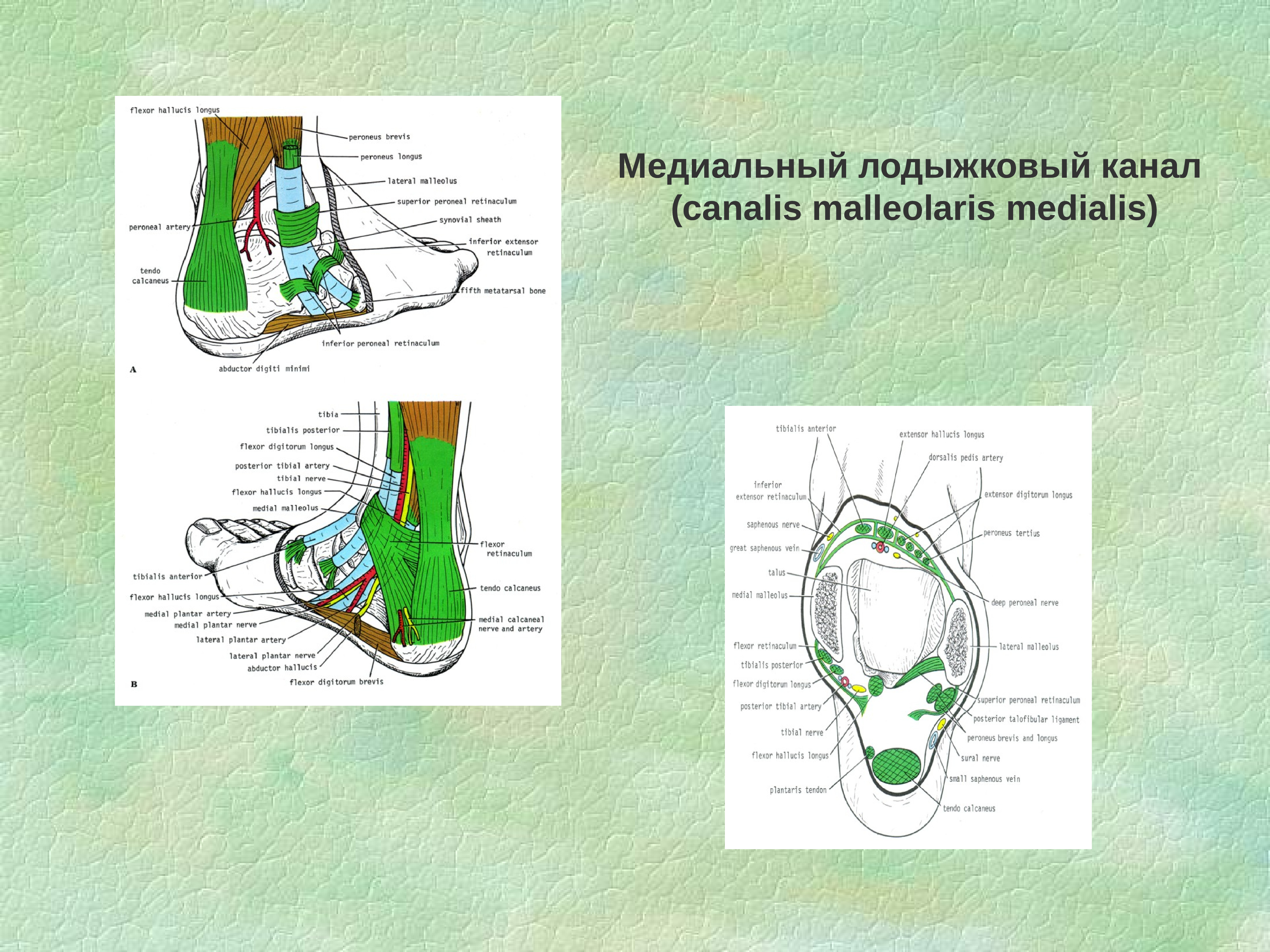Каналы подошвы. Топографическая анатомия Canalis malleolaris medialis. Медиально лодыжечный канал топографическая анатомия. Топография медиального лодыжкового канала. Медиальная лодыжка топографическая анатомия.
