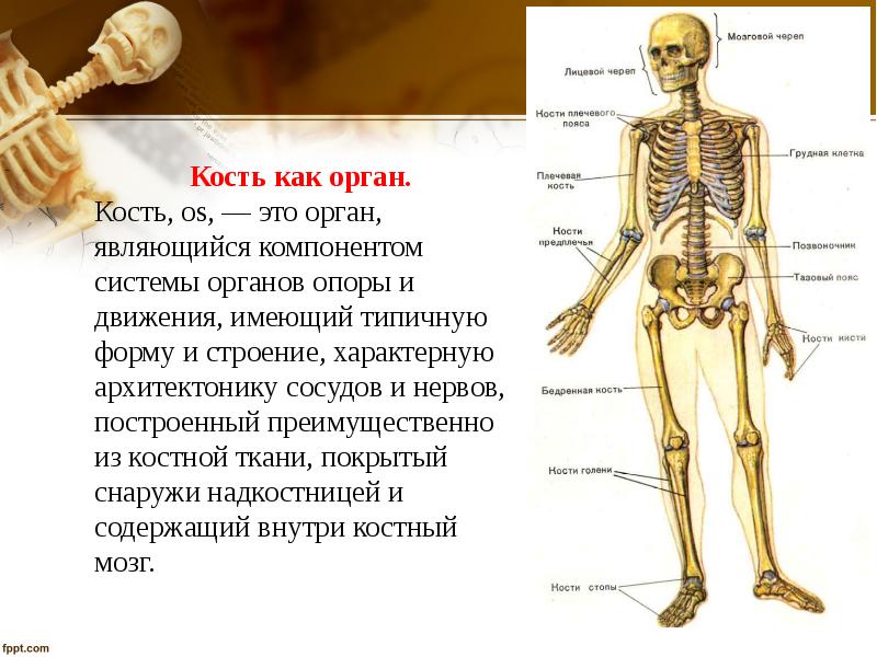 Анатомия и физиология опорно двигательного аппарата презентация