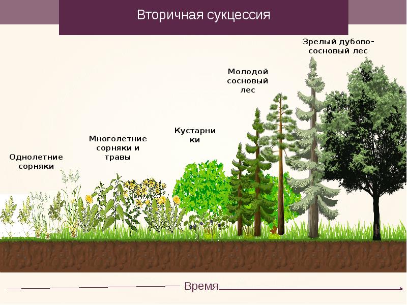 Экологиялық сукцессия презентация