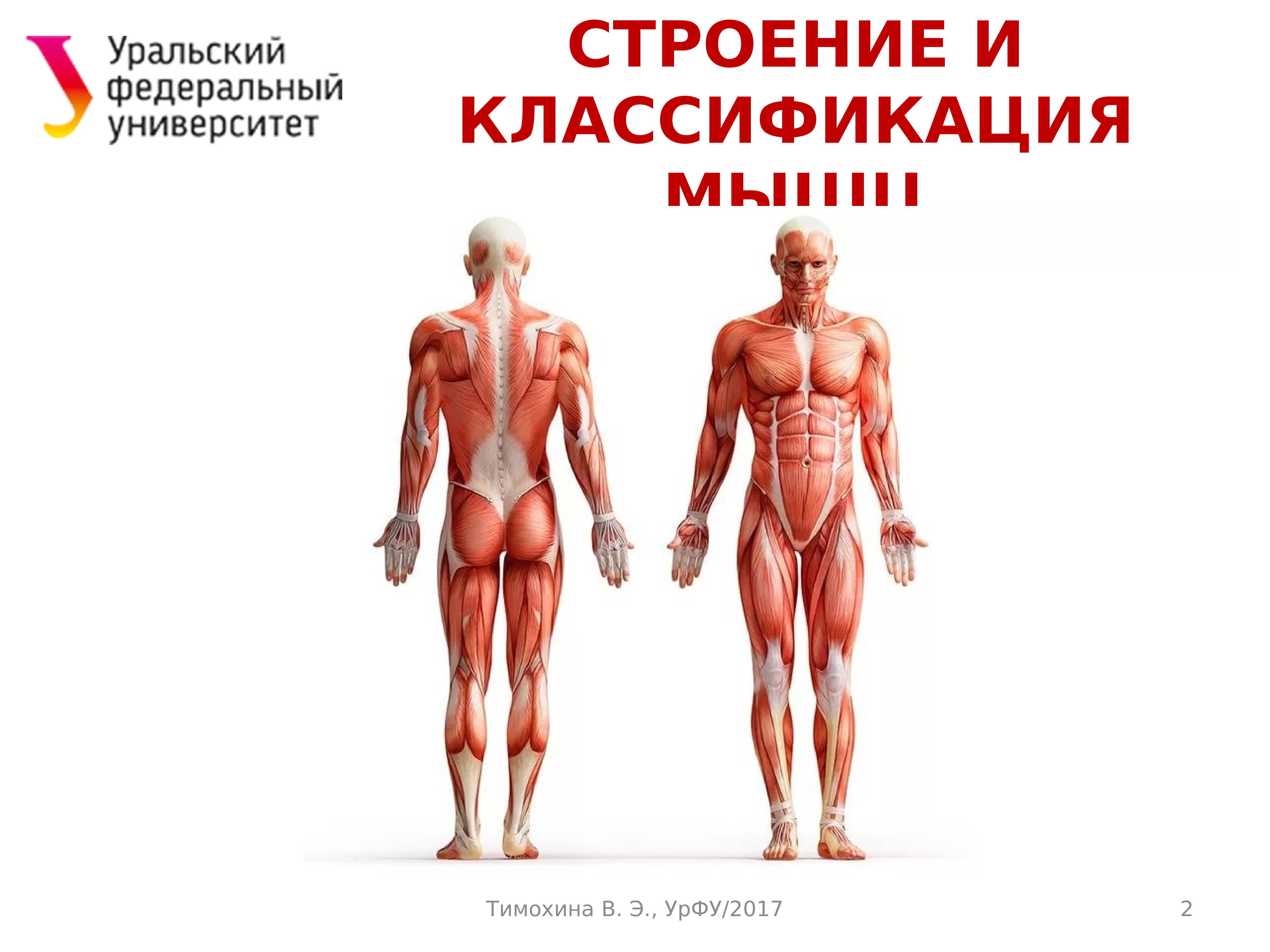 Уважая тело. Мышцы человека. Мышечный скелет. Мышечная система человека анатомия. Мышцы тела анатомия.