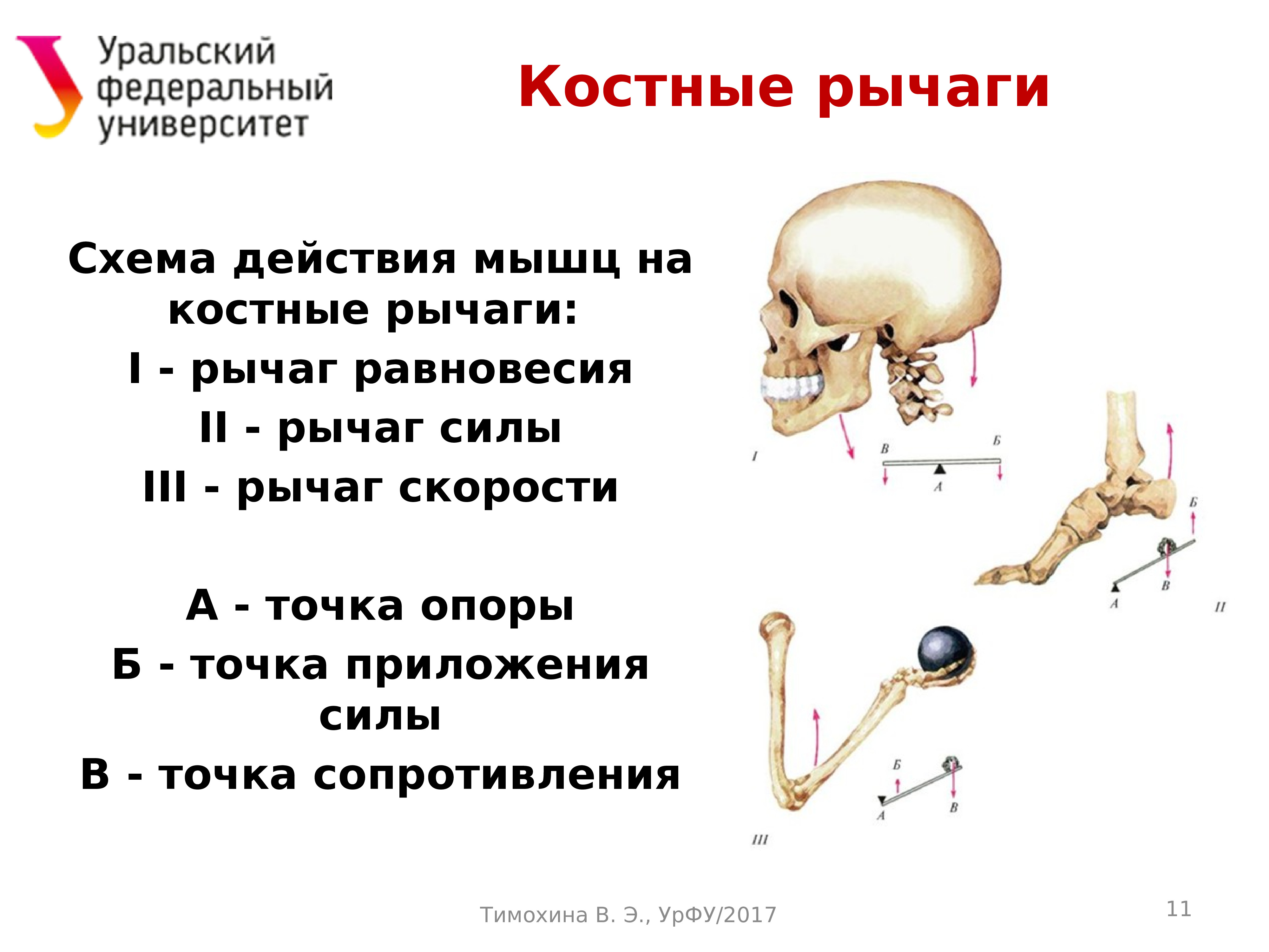 Динамическая анатомия (лекция 3 )