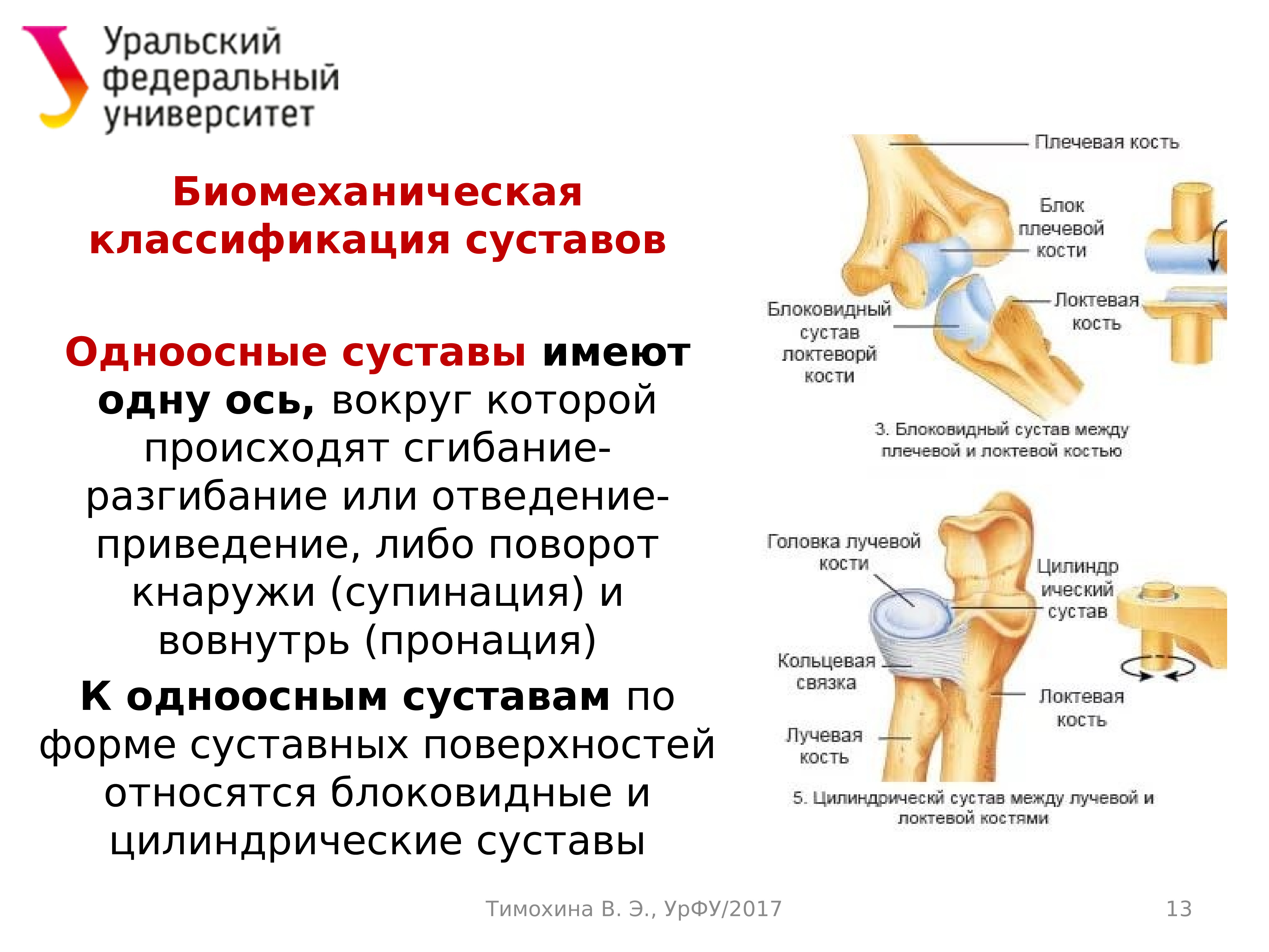 Динамическая анатомия (лекция 3 )
