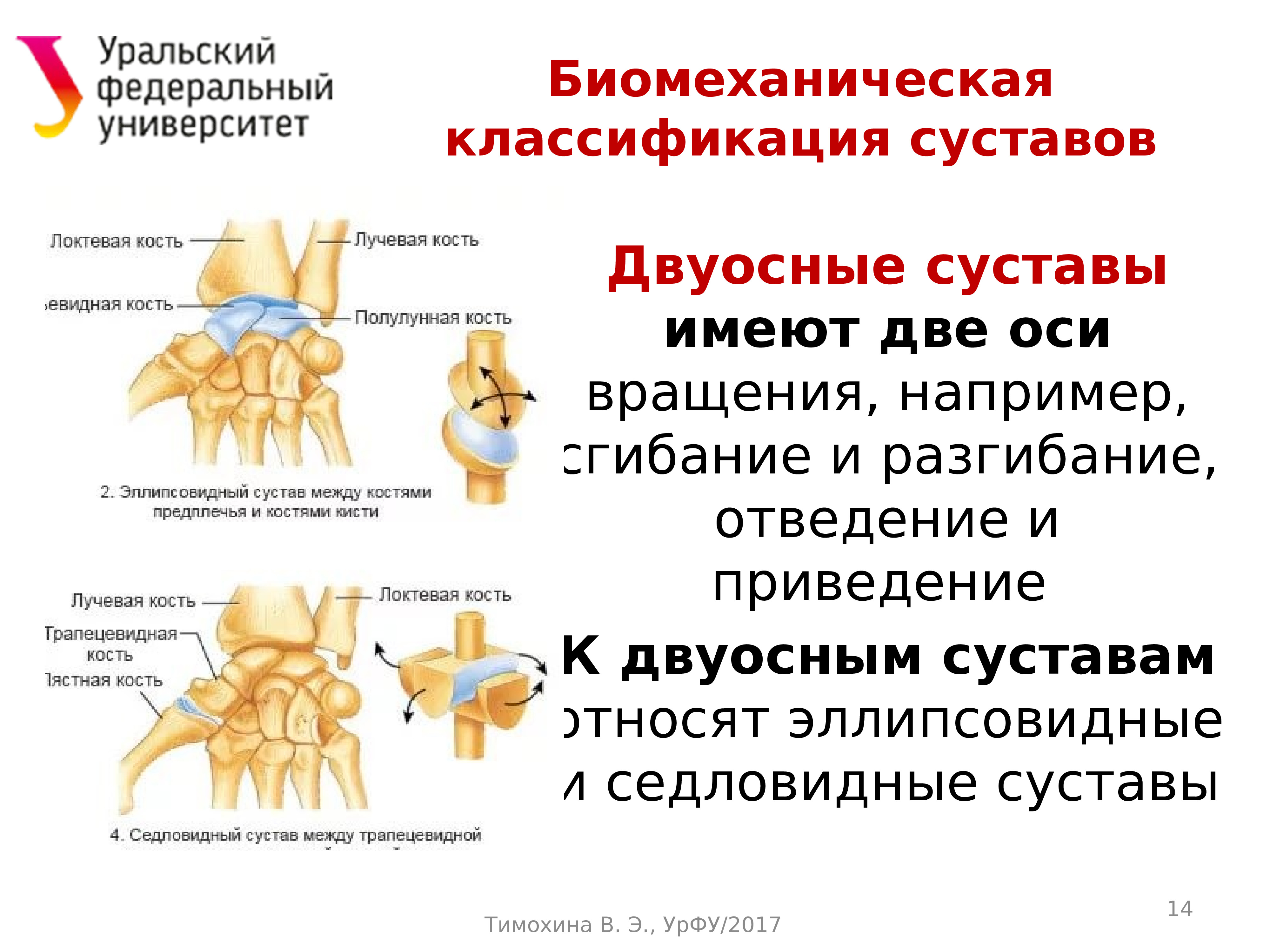 Презентация динамическая анатомия