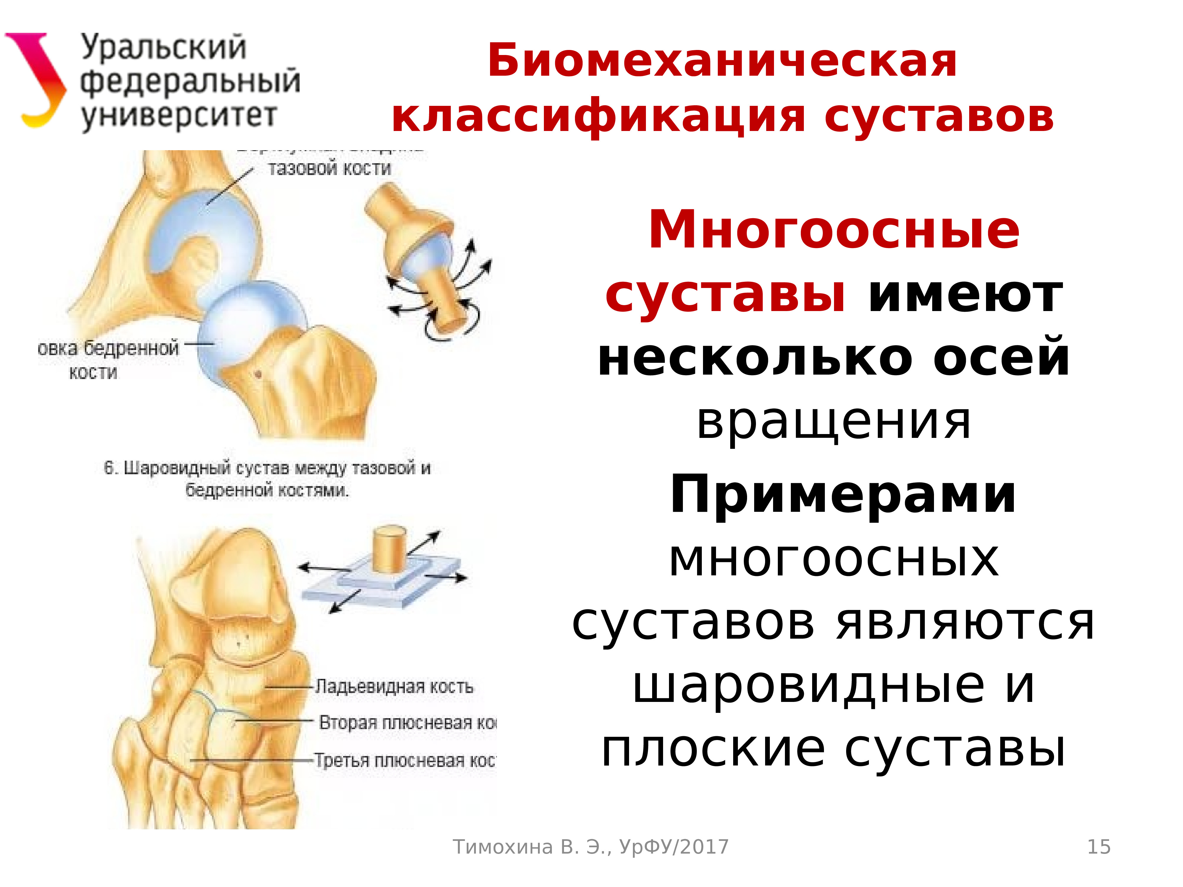 Презентация динамическая анатомия