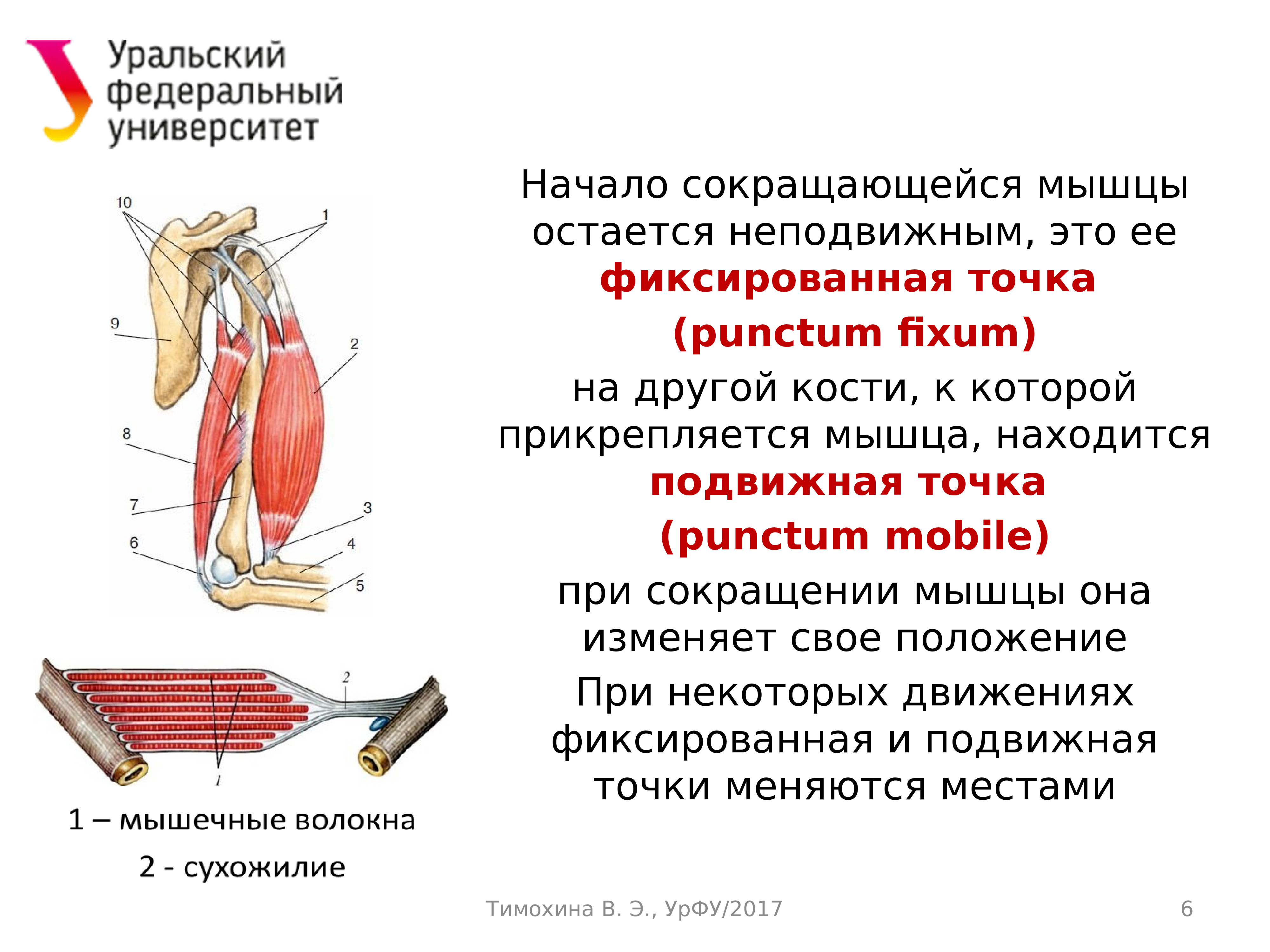 Лекции по анатомии