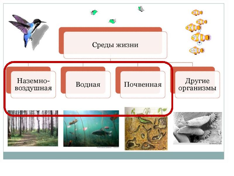 Среда обитания факторы среды обитания презентация