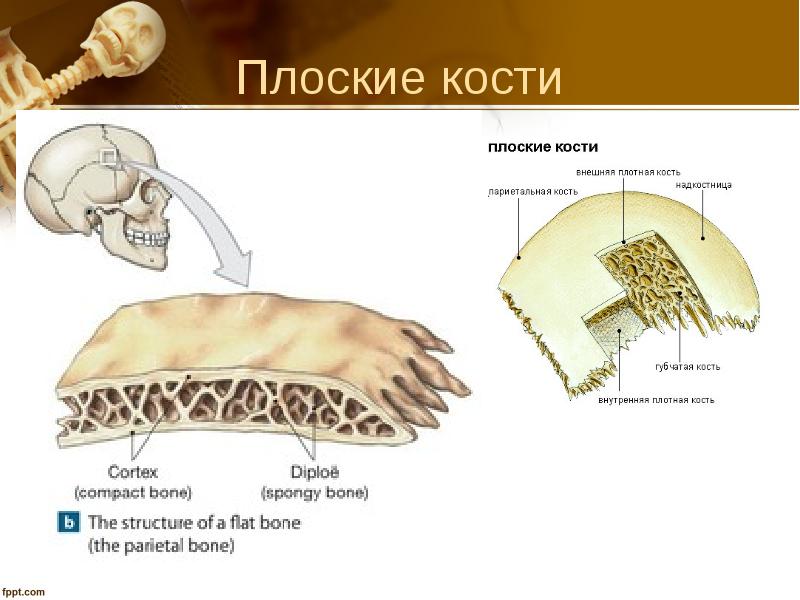 Плоские кости фото ОПОРНО-ДВИГАТЕЛЬНАЯ СИСТЕМА