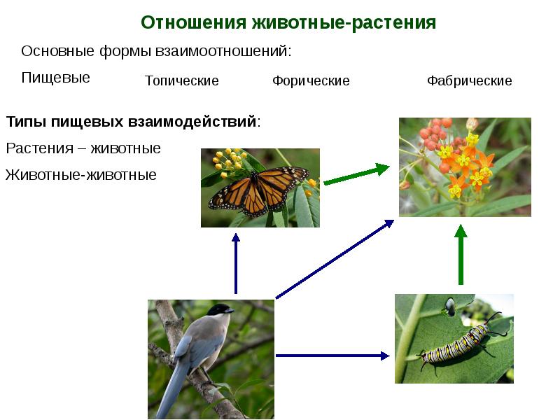 Типы отношений между растениями. Типы взаимоотношений между растениями. Взаимосвязь растений и животных. Взаимоотношения между растениями и животными. Взаимосвязь между растениями и животными.