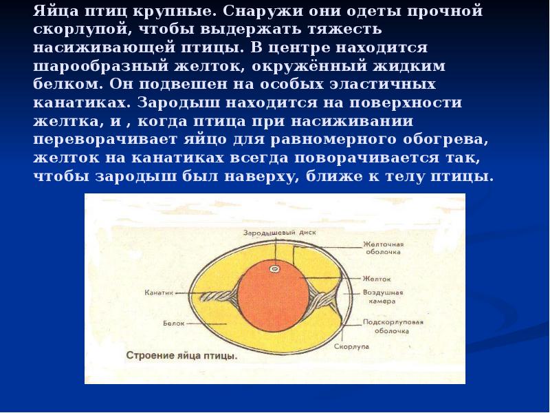 Продление рода органы размножения биология 7 класс презентация