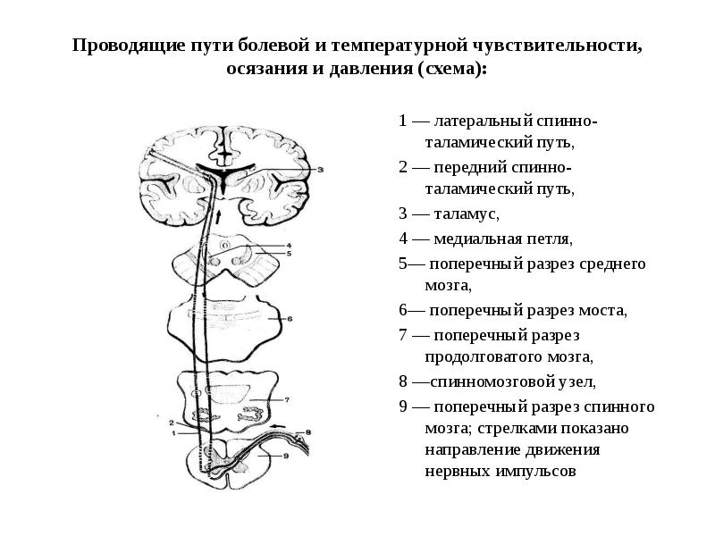 Спинно таламический путь