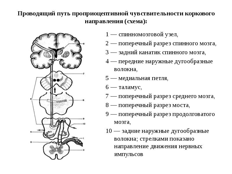 Корково спинномозговой путь схема