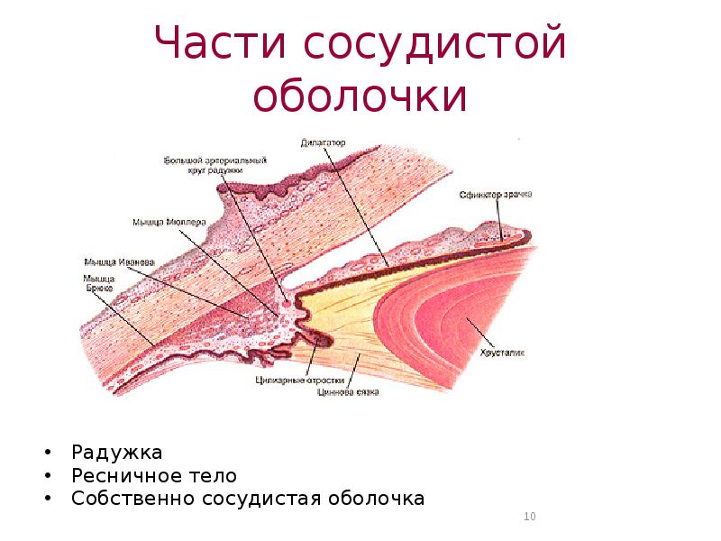 Угол глаза схема гистология