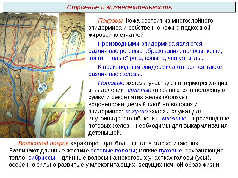 Общий план строения и процессы жизнедеятельности сходство человека с животными и отличие от них