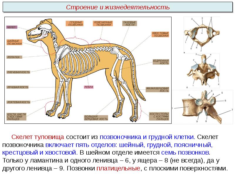 Схема позвоночника млекопитающих