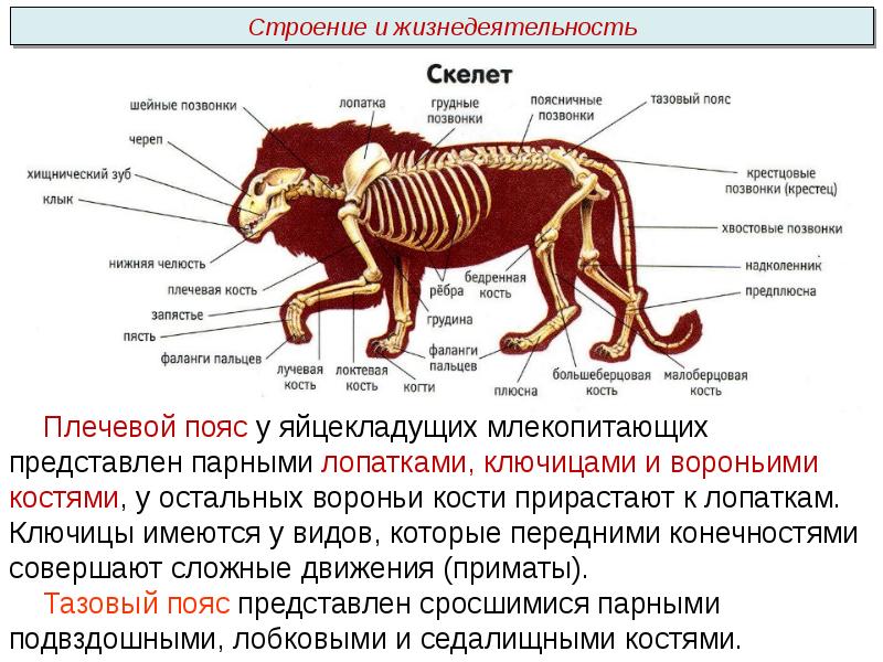 Строение животных пример