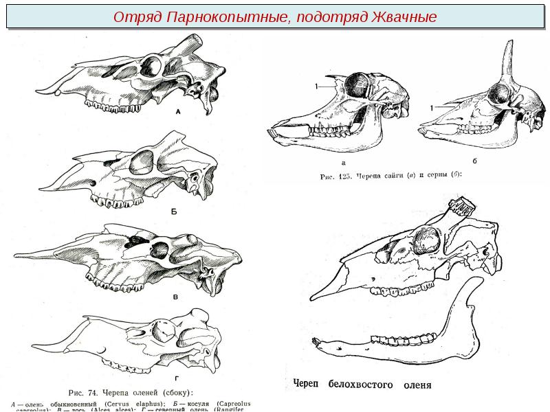 Череп млекопитающих рисунок