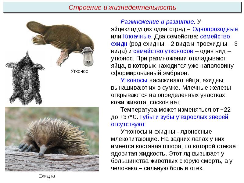 Презентация однопроходные 7 класс