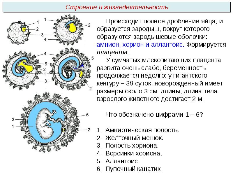 Дробление яйца заканчивается. Желточный мешок строение и функции. Желточный мешок у млекопитающих. Желточный мешок строение. Желточный мешок гистология.