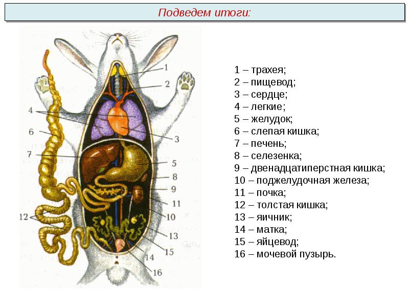 Внутреннее строение зайца схема