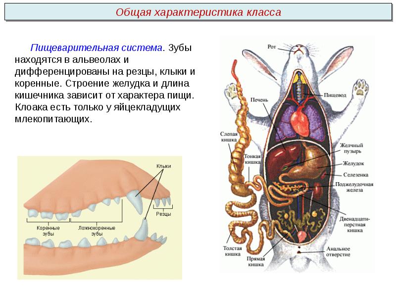 Внутреннее строение утконоса схема