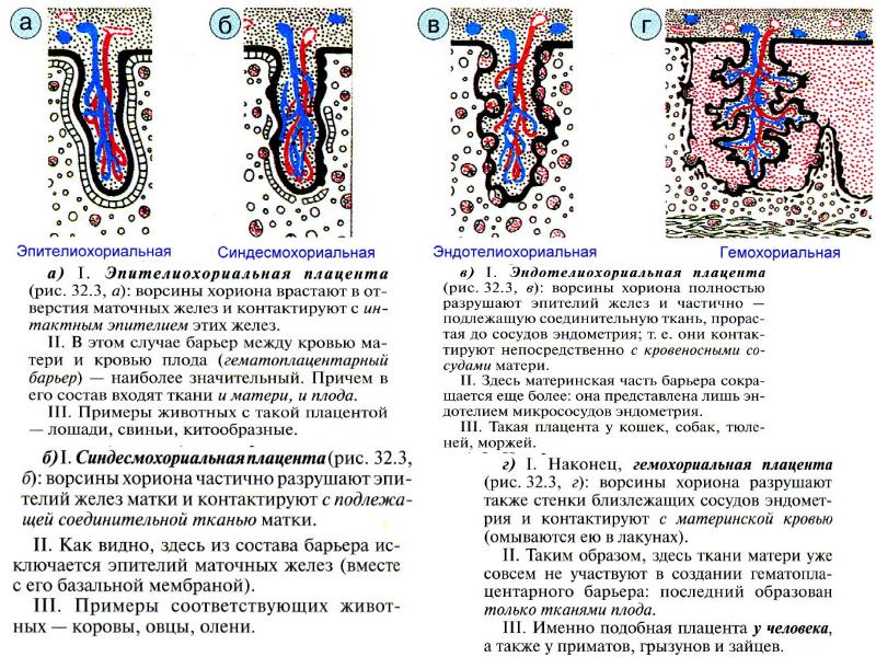 Типы плацент презентация