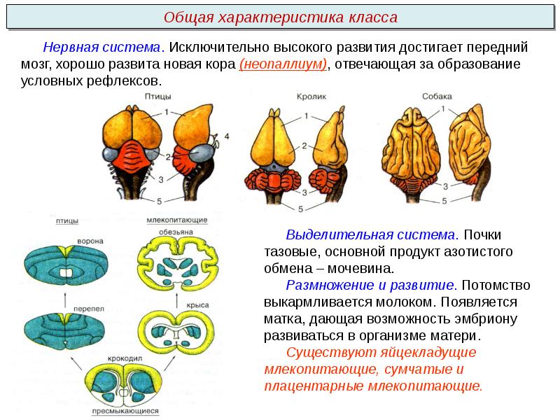 Презентация по биологии 8 класс размножение человека