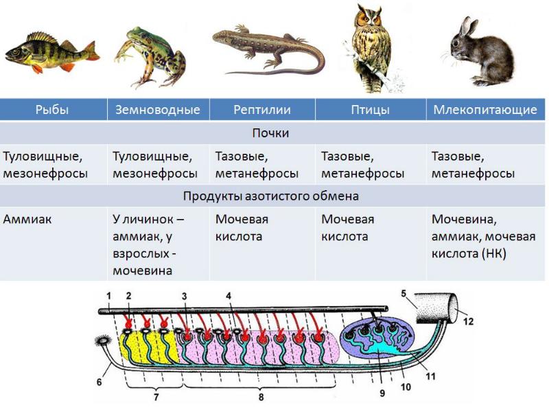 К какому классу относят животных схема строения сердца которых показана на рисунке хрящевые рыбы