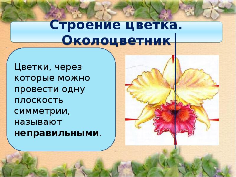 Презентация строение цветка 6 класс биология пасечник