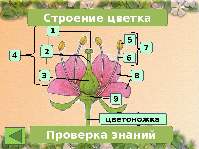 Строение Цветов Фото
