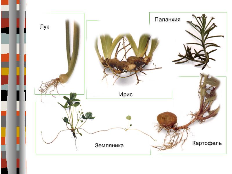 Ирисы корневище. Ирис растение корневище. Деление корневища ириса. Деление корневища ириса. Размножение ириса корневищем.