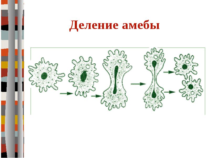 На рисунке изображен процесс иллюстрирующий присущее всем организмам свойство воспроизведения