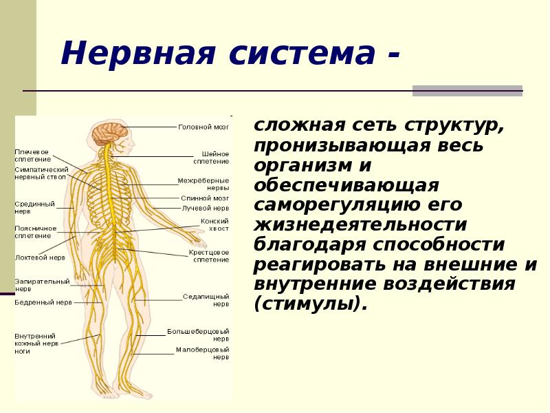 Презентация про нервную систему